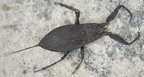 Réf. 280 547 : Nepa cinerea